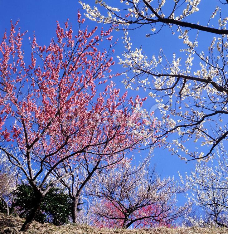 紅白の梅の花の競演 季節,晴れ,木の写真素材