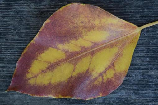 Photo, fallen leaves, autumn, natural, 