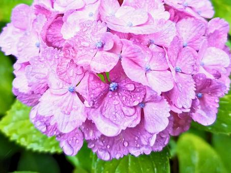 紫陽花 紫陽花の写真