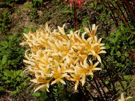 [Photo of cluster amaryllis] Scenery of cluster amaryllis blooming, JPG