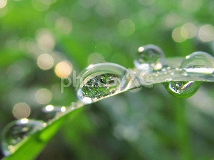 水滴と緑の葉と朝の光 水滴,すいてき,waterの写真素材