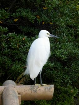 池の前の休憩所、欄干の上に乗るコサギ コサギ,白鷺,鳥の写真素材