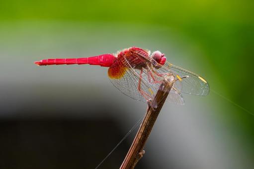 ショウジョウトンボ⒂ 昆虫,ショウジョウトンボ,生き物の写真素材