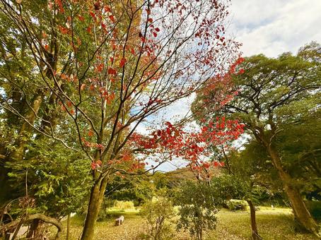紅葉の木と公園の写真