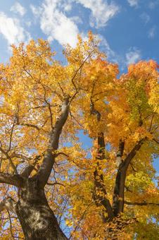 秋の気配・青空に映えるカエデ 秋の気配・青空に映えるカエデ 紅葉,秋,紅葉狩りの写真素材