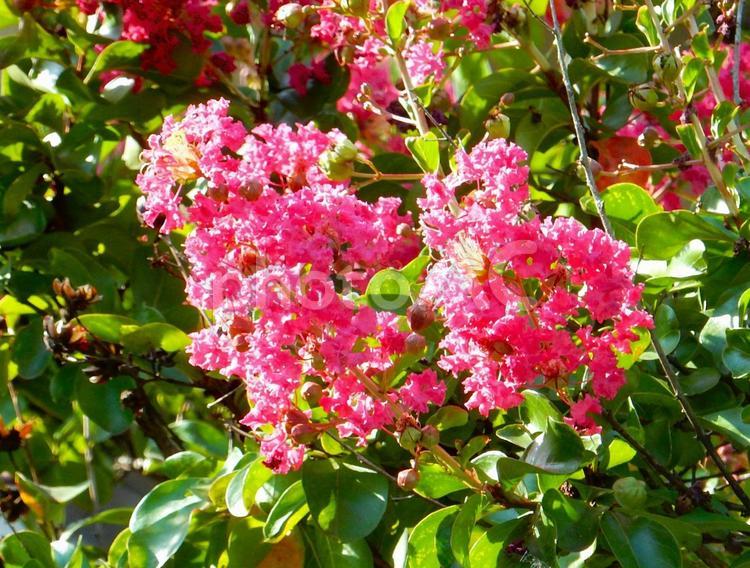 【花の写真】百日紅の花 サルスベリ,百日紅,植物の写真素材