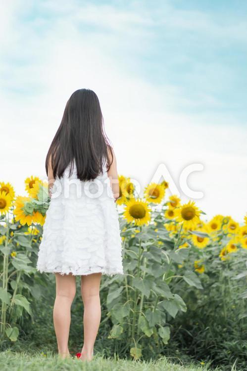 ひまわりと少女の後ろ姿 ひまわり,少女,女の子の写真素材