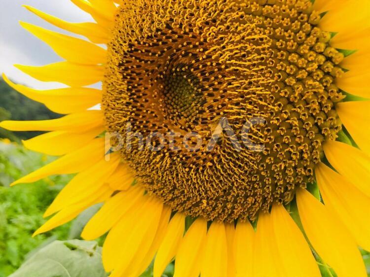ひまわりと隠れたハチ ひまわり,花,夏の写真素材