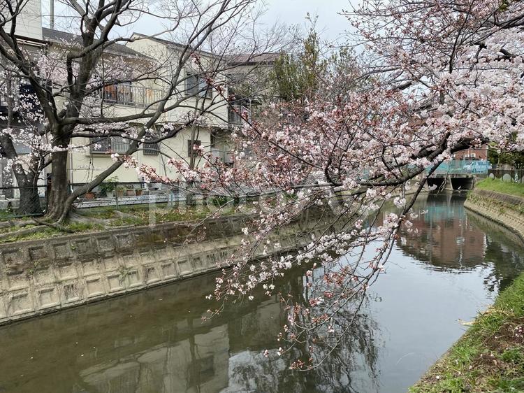 住宅街の春の花08 自然,胴吹き,四季の写真素材