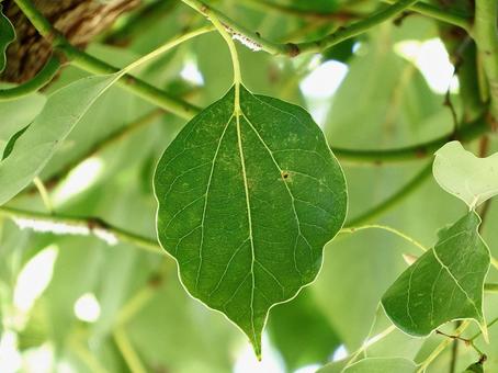 クスノキの葉の三行脈 クスノキ,楠,葉の写真素材