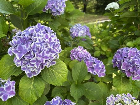 Blue Hydrangea, JPG Blue Hydrangea, JPG