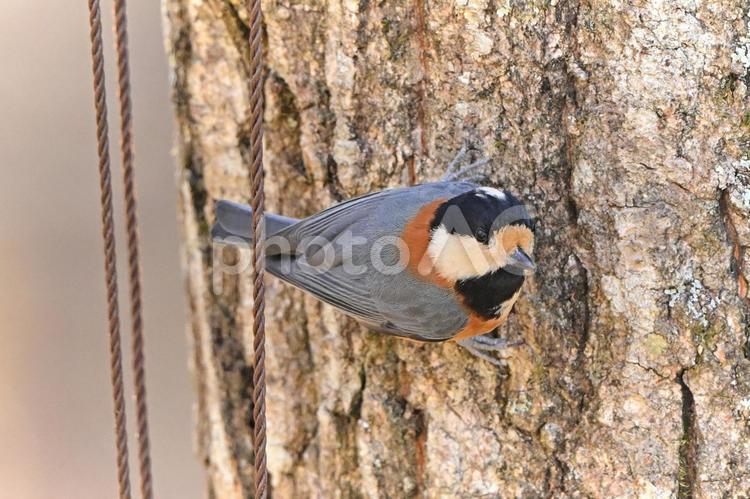 木の幹につかまるヤマガラ ヤマガラ,小鳥,野鳥の写真素材