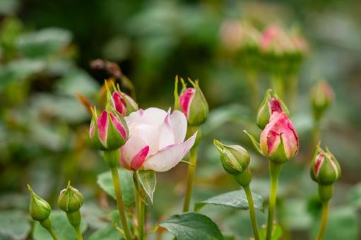 蔵王のバラ(60) 蔵王のバラ(60)の写真