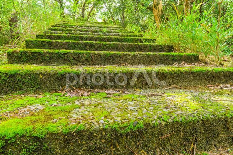 緑苔の階段 アウトドア,階段,グリーンの写真素材