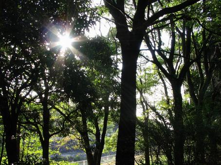 木洩れ日の中で目覚める新緑の朝 木洩れ日の中で目覚める新緑の朝 木々,空気感,散策の写真素材