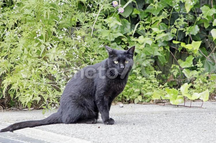 住宅街のクロネコ4 くろねこ,猫,黒猫の写真素材
