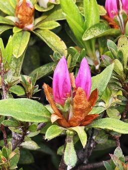 Photo, কুঁড়ি, মে, সপুষ্পক গাছ, 