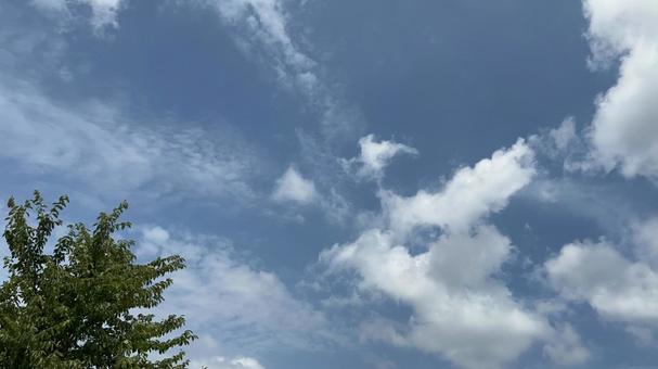 青空と木 青空と木の写真