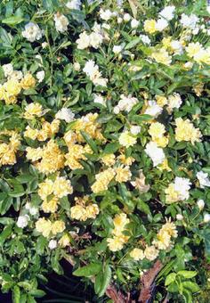 黄色い花 黄色い花の写真