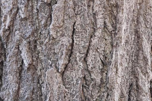 イチョウの樹皮のテクスチャ1の写真