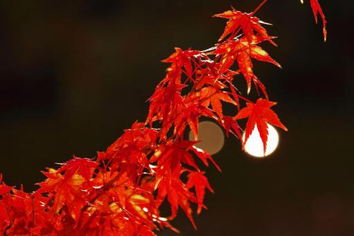 光を纏う 紅葉,秋,玉ぼけの写真素材
