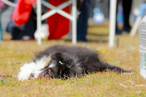 シェルティ139 パピー 可愛い,動物,犬の写真素材