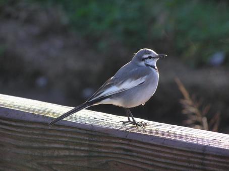 しっかりと明日を見つめるハクセキレイ しっかりと明日を見つめるハクセキレイ 鳥,ハクセキレイ,川の写真素材