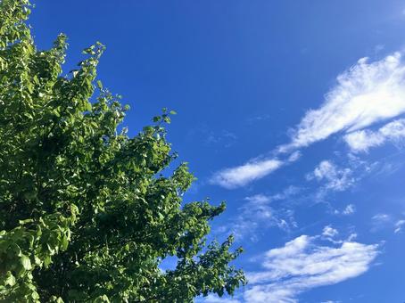 青空と新緑 青空,新緑,緑の写真素材