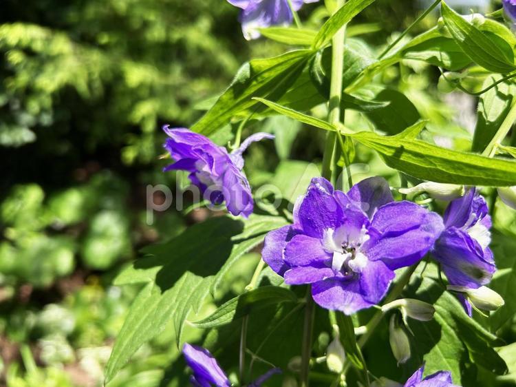 日差しを浴びるデルフィニウムの花 デルフィニウム,花,フラワーの写真素材