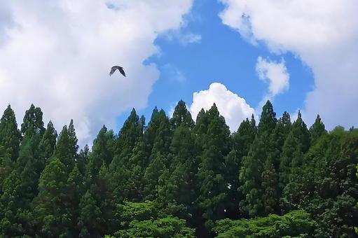 カラス11 カラス11の写真