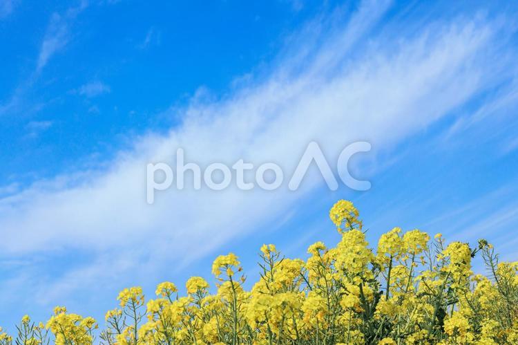 快晴の青空と菜の花 青空,春,菜の花の写真素材