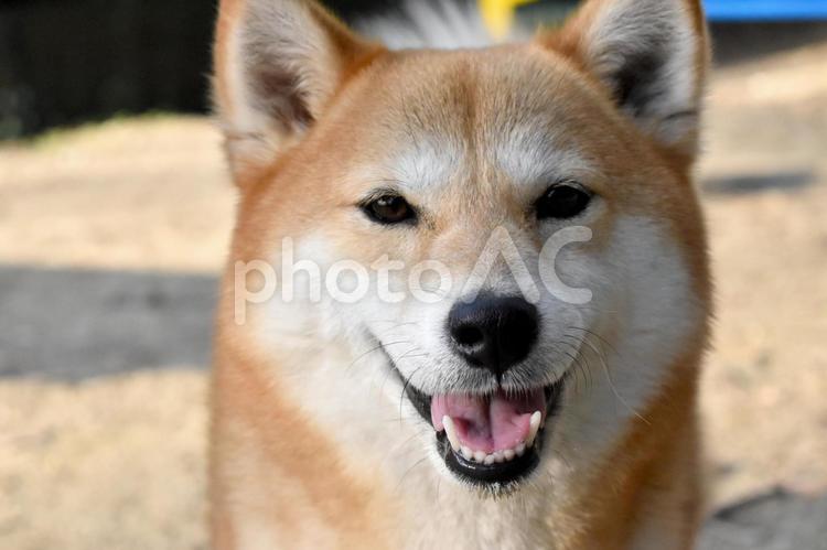 柴犬・笑顔 柴犬,柴,犬の写真素材