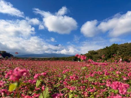 青い空とあかいそばの花 青い空とあかいそばの花の写真