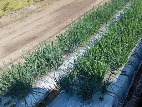 ネギ畑 ネギ畑,畑,農業の写真素材