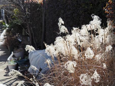 Winter withering, JPG Winter withering, JPG