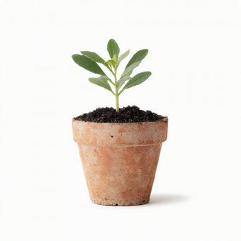 生命の息吹:土と緑が息づく小さな植木鉢 生命の息吹:土と緑が息づく小さな植木鉢の写真