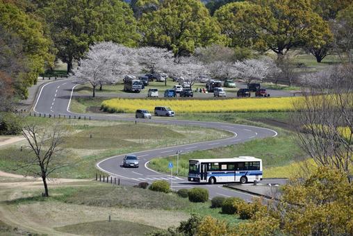 桜と菜の花が咲くころ 自然,風景,花の写真素材