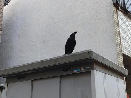 カラス 家,カラス,鳥の写真素材