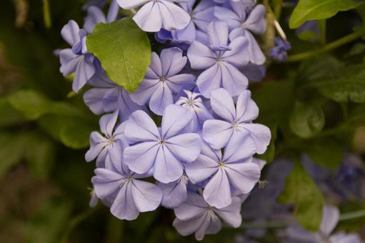 ルリマツリ プルンバゴ ルリマツリ プルンバゴ ルリマツリ,プルンバゴ,花の写真素材