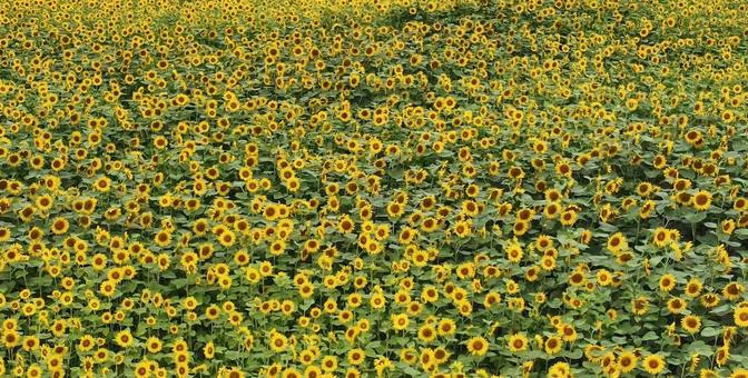 ひまわり ひまわりの写真