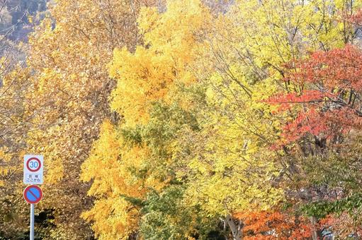 街路樹と標識 秋,紅葉,赤色の写真素材