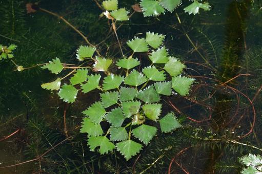 ヒシの浮葉 ヒシ,菱,水草の写真素材