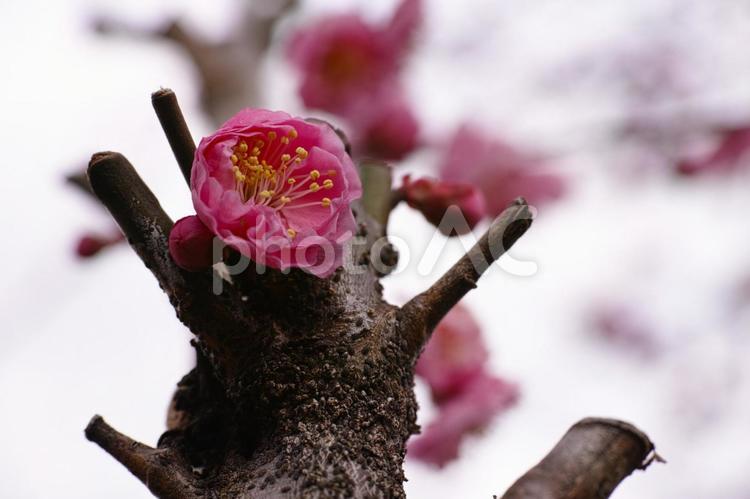 梅林公園　26　梅の花 キレイ,梅,ウメの写真素材