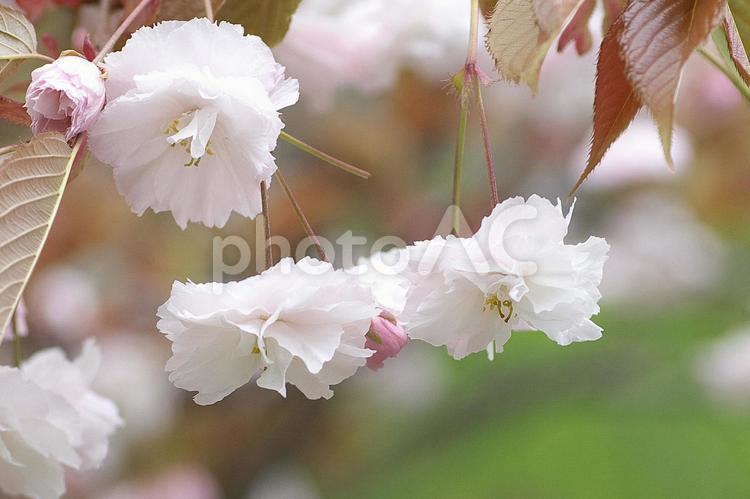 ふわっと素敵な八重桜のクローズアップ 4月,かわいい,さくらの写真素材