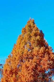 紅葉と青空 紅葉と青空の写真