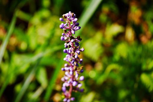 ヤブランの花 ヤブランの花の写真