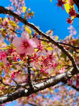 桜 桜の写真