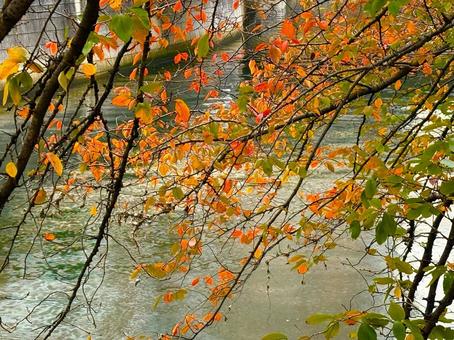 紅葉した葉っぱ 川,木,冬の写真素材