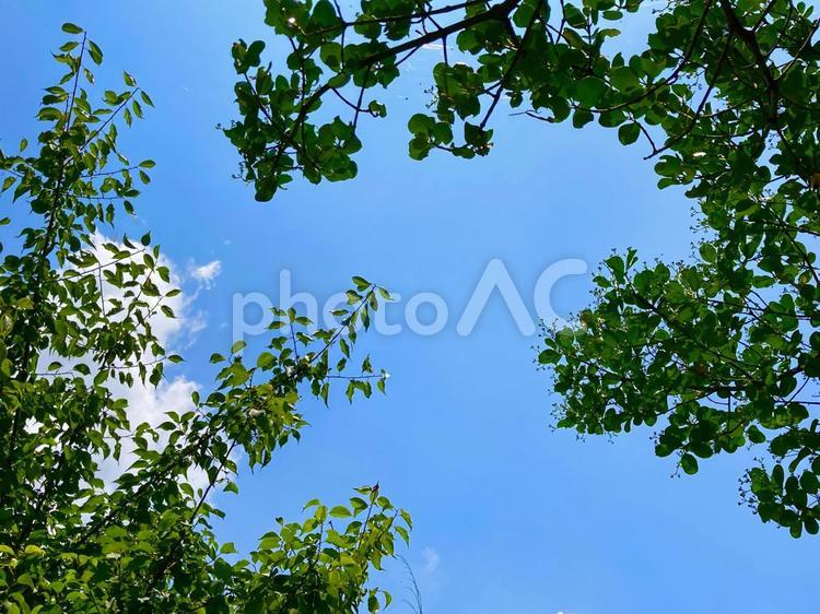 青空と木の葉 木の葉,青空,背景の写真素材