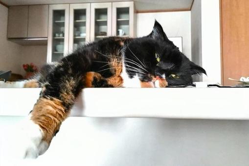 台所に居座る猫の写真